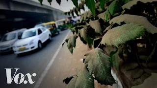 Why cities should plant more trees