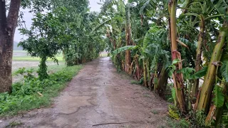 Walking in Rain on muddy path in village | Nature Sounds in Rain | 4k ASMR Rain | Bangladesh Village