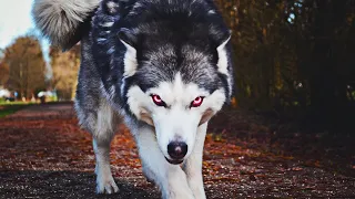 Top 10 Wolf Like Dogs You Can Own