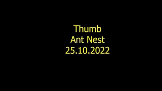 Thumb Elmorelab Ant Nest 25.10.2022