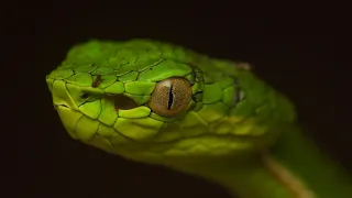 Malcoms Pit Viper Snake: Kinabalu National Park, Sabah: Borneo Snakes