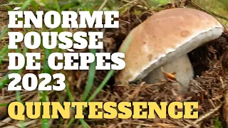 Cèpe une pousse exCEPtionnelle : LA QUINTESSENCE ! Saison des cèpes 2023 #cèpes #champignons