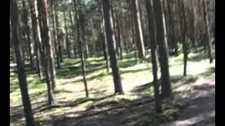 Сосновый лес 2005