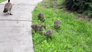 Two Geese watching over their Baby Goslings