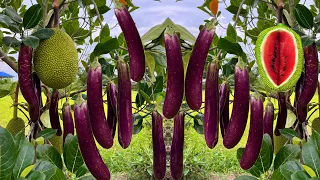 Easy ways to reproduce jackfruit tree in eggplant to be 100% successful