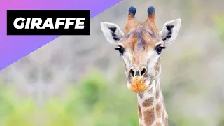 Giraffe 🦒 The Tallest Animal In The World!