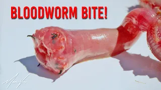 Bloodworms Bite Hard!