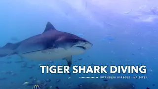 Fuvamulah Tiger Shark Diving - up close - short video