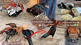 Aseel rooster children's growth video from 1 day to 10 month🐓 amazing chicks growth ✅