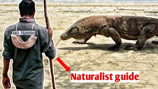 Naturalist guide in the attack of the Komodo dragon