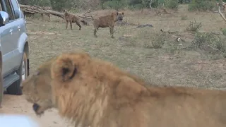 Injured Lion Hunted by Hyenas Saved by Unlikely Friend