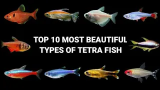 TOP 10 MOST BEAUTIFUL TYPES OF TETRA FISH IN THE WORLD