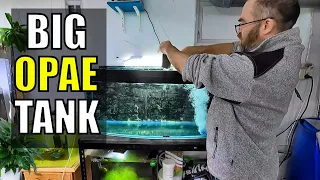 Opae Ula Shrimp Tank Setup: Salinity, Reverse Osmosis, Filtration, Algae Growth, Shrimp Introduction