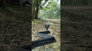 Snake Chasing #Big Anaconda Snake Chasing #shorts #viral #anacondasnake