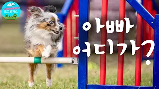 아빠 어디가?! 개딸들과 맞추는 어질리티 호흡, 뉴질랜드 시골 캠핑장 투어 | 미니오시 Dog Agility & Camping in New Zealand