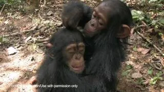 Milou the orphan chimpanzee grooms Margo