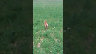 podenco contres meses entrenando cobro