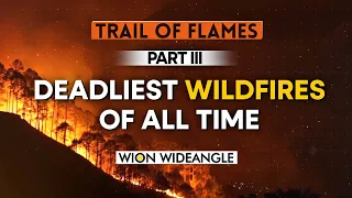 World's worst wildfires | Part 3 WION Wideangle