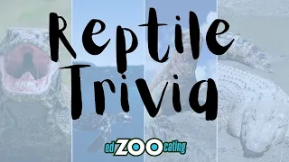 Reptile Animal Trivia | 10 Trivia Questions to Learn About Reptiles!