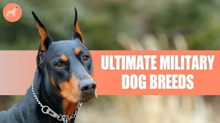 Top 10 Ultimate Military Dog Breeds You Should Know