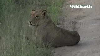 WildEarth - Sunrise Safari - 25 January 2022