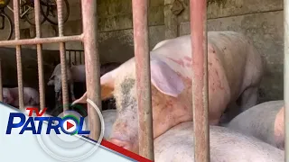 2 barangay sa Roxas City, Capiz isinailalim sa animal quarantine dahil sa kaso ng ASF | TV Patrol