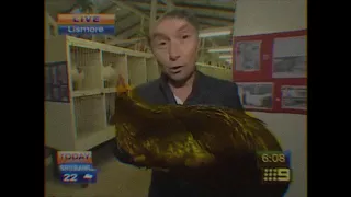 Big Black Chicken Scares Australian Reporter (ear rape lol)