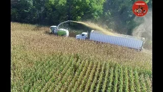 Chopping Corn Silage at Hoosier Hill 2018