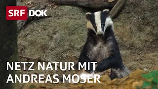 Der Dachs – das heimlichste Wildtier der Schweiz | NETZ NATUR mit Andreas Moser | DOK | SRF