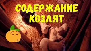 Содержание козлят и мелкие ошибки козовода