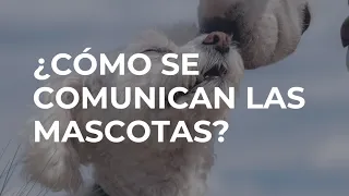 Natalia Geell | El otro lado | ¿Cómo se comunican las mascotas?