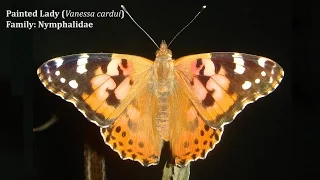 Butterfly Species | Different Types Of Butterflies With Names