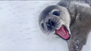 This Seal Sounds Like a Man