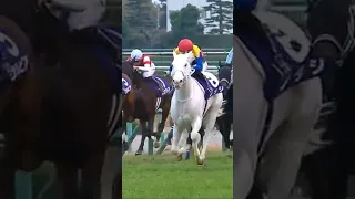 World’s most beautiful racehorse #shorts