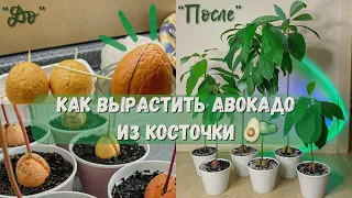 Как вырастить авокадо в домашних условиях / выращиваю авокадо 🥑