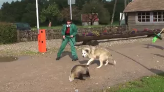 Dog bites badgers tail, very funny HD, Must see!