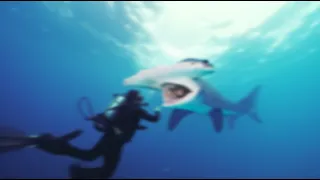 One of the WORST Hammerhead Shark Attacks of All Time