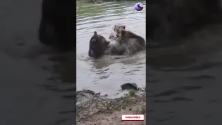 Bear Killed Wolf In Dutch Zoo 😱 #shorts