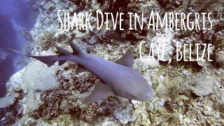 Shark Diving in Ambergris Caye 🦈 San Pedro, Belize Barrier Reef - 4K 🎵 Sly - Phil Fuldner