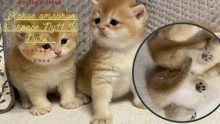 🧡КАК ОТЛИЧИТЬ NY11ОТ NY12🧡ЗОЛОТАЯ ШИНШИЛЛА КОШКА🧡GOLDEN KITTENS🧡