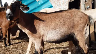 Как кормить коз до окота и после окота. 🐐