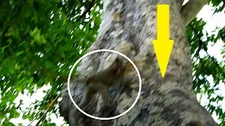 Break heart! Poor baby Lola fall down from high tree hit stone, Lola climb follow mom after raining