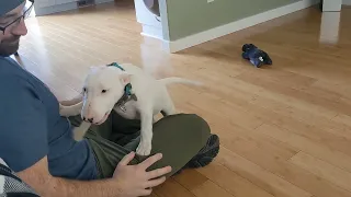 16 week old Mini Bull Terrier Faye playing with her human