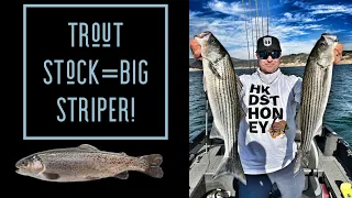 Trout Stock=Big Striper-(Ft. Joe Show Fishing)Castaic Lake