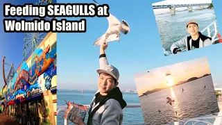 Seagull Feeding at Wolmido Island. Best places to visit in South Korea #travel  #travelvlog #ofw