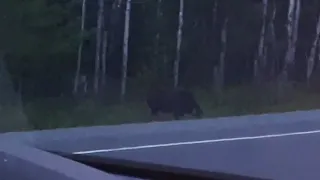 Mysterious creature in the woods | Quebec [STABILIZED FOOTAGE]