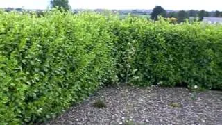 Griselinia littoralis Hedging Video From Hyland's Nursery