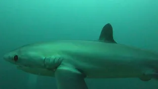 pelagic thresher sharks / sabang/ 09.27.2023
