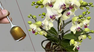 Pour 1 Tablespoon of Honey! Orchids immediately bloom all year round in this easy way