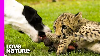 Best UNUSUAL Animal Interspecies Friendships Compilation